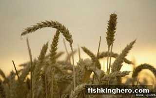 捕鱼王者牛牛玩法首次充值优惠深度解析与实战技巧